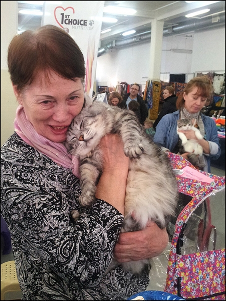 поговорим о кошках