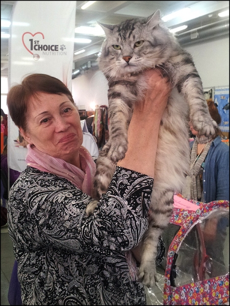 поговорим о кошках