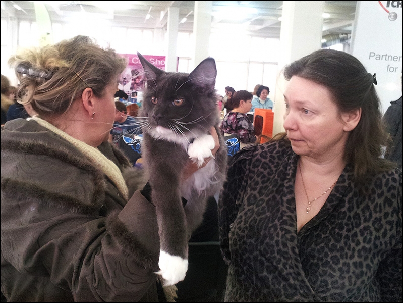 поговорим о кошках