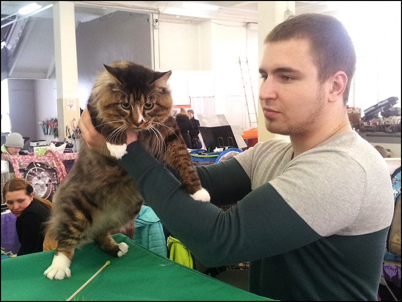 поговорим о кошках