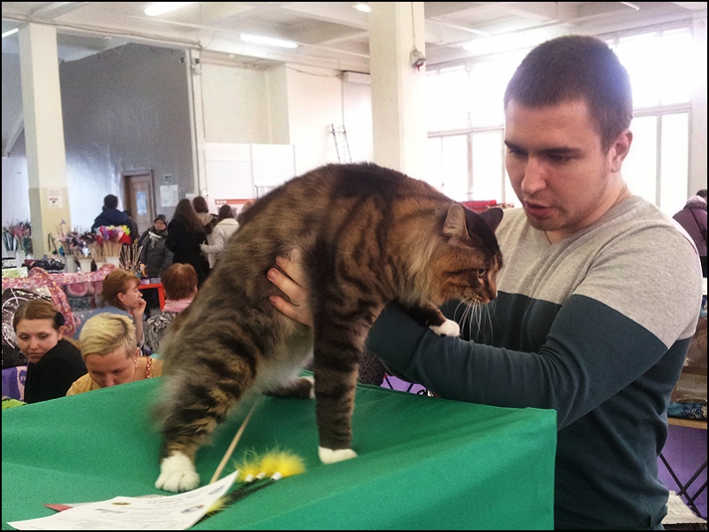 поговорим о кошках