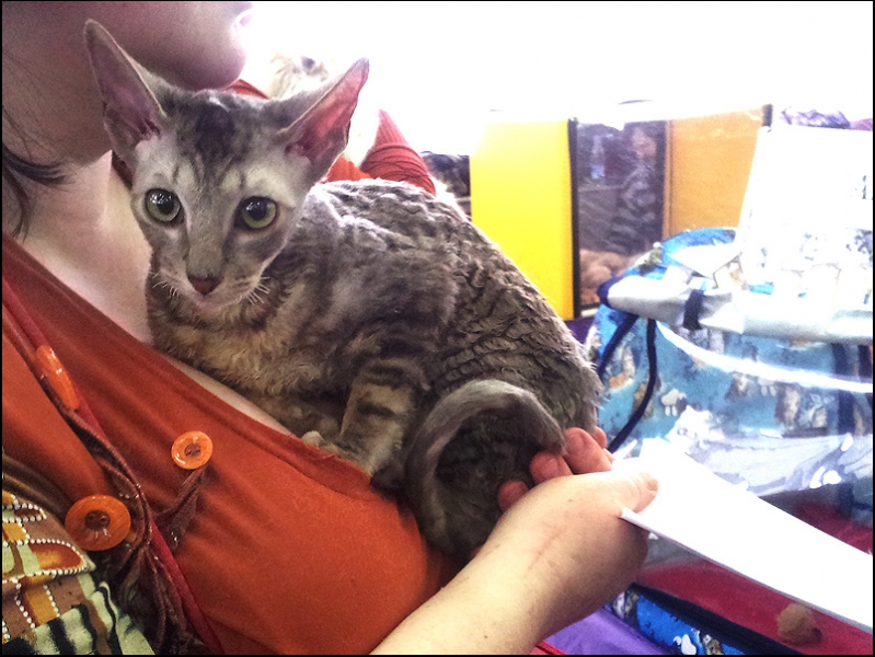 поговорим о кошках