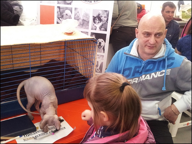 поговорим о кошках