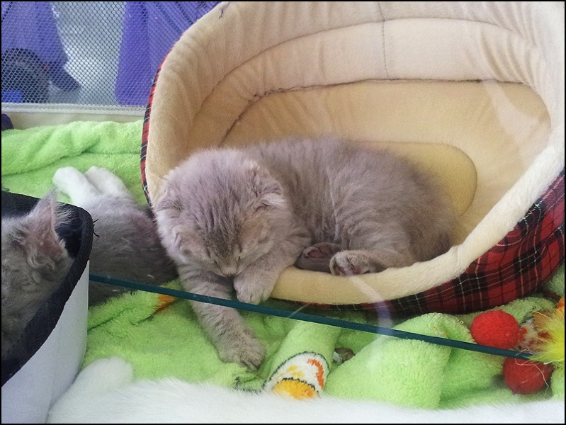 поговорим о кошках