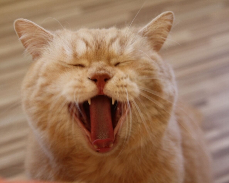 поговорим о кошках