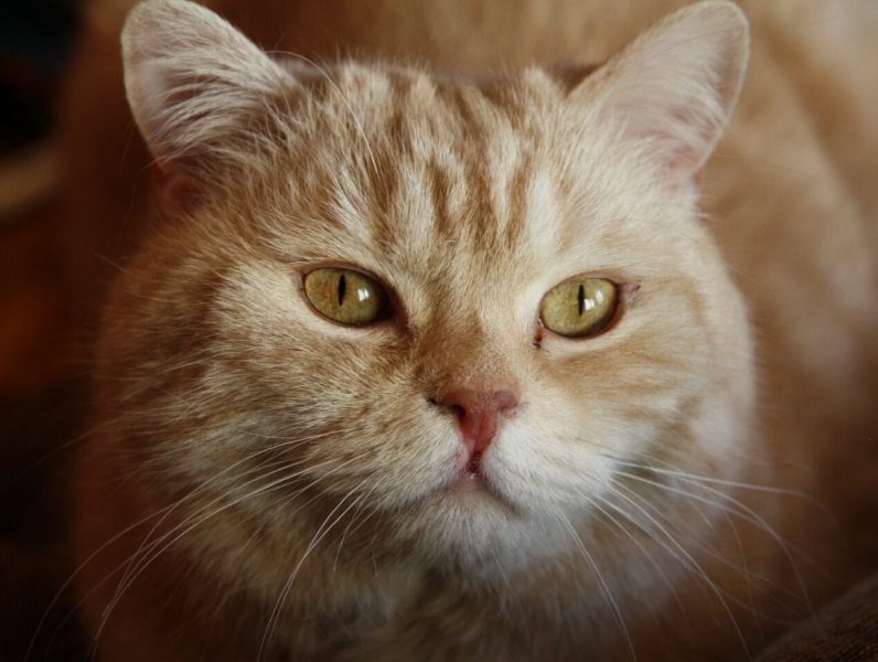 поговорим о кошках