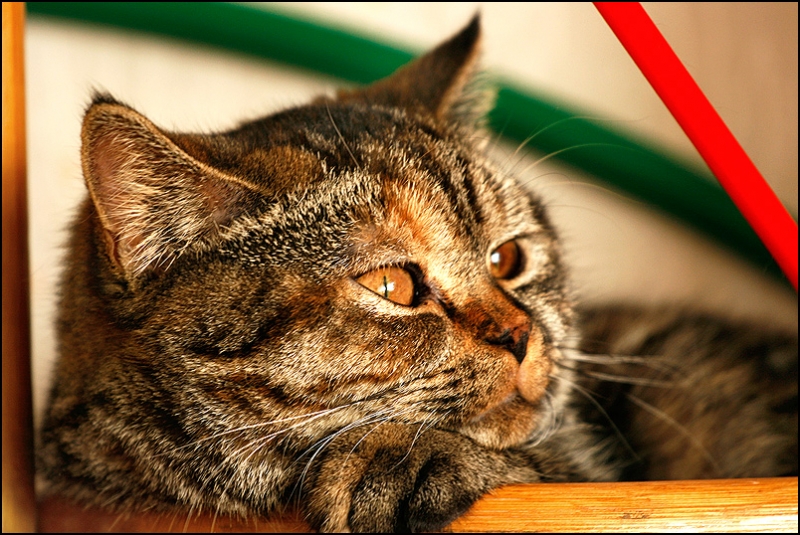 поговорим о кошках