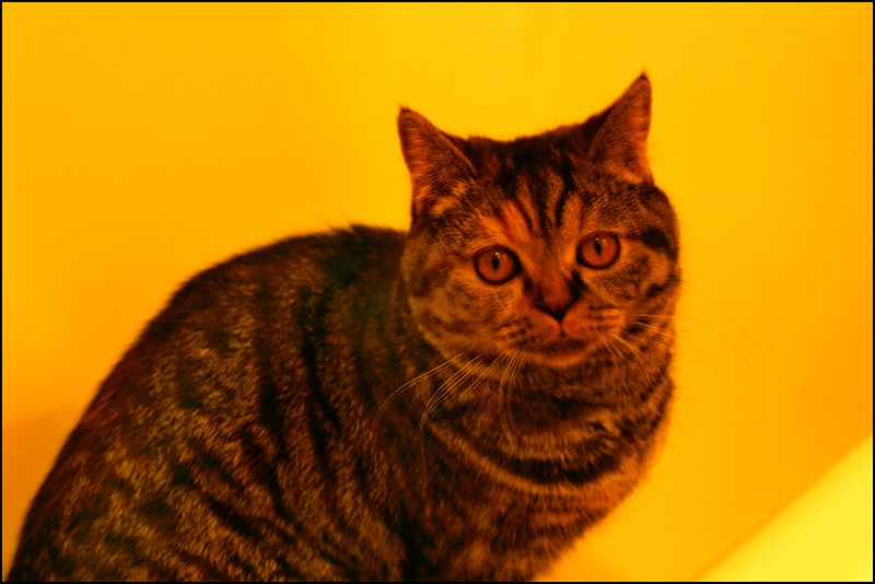 поговорим о кошках