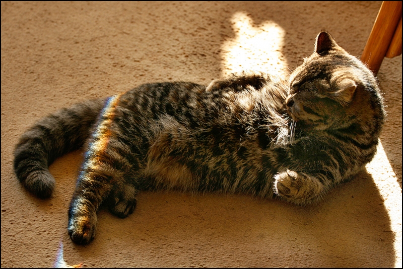 поговорим о кошках