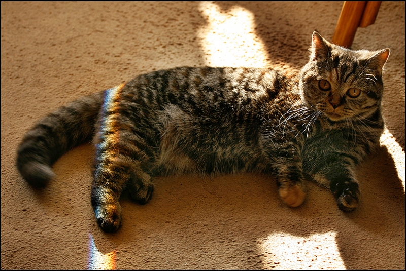 поговорим о кошках