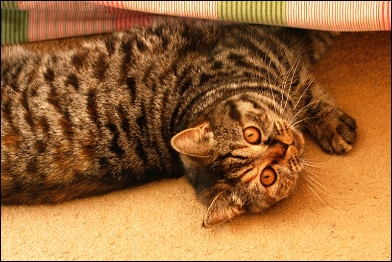 поговорим о кошках