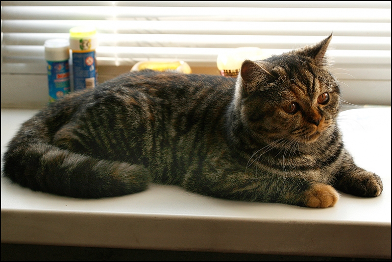 поговорим о кошках