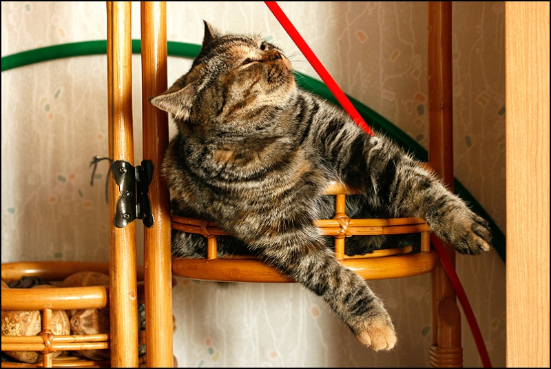 поговорим о кошках