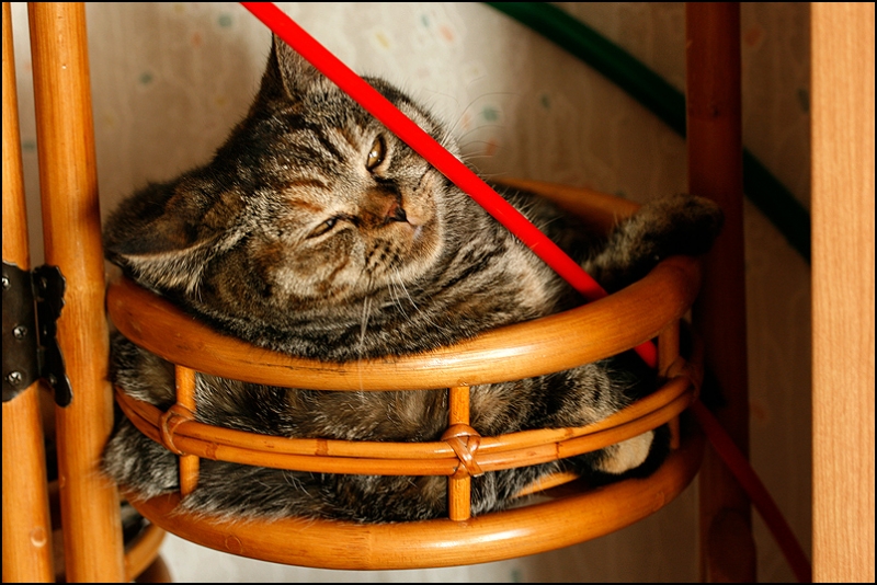 поговорим о кошках