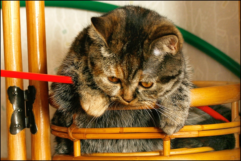 поговорим о кошках