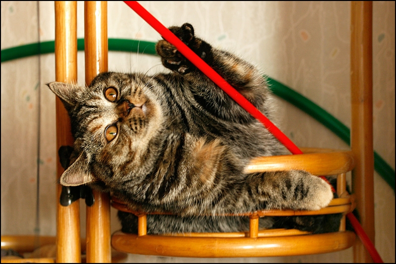 поговорим о кошках