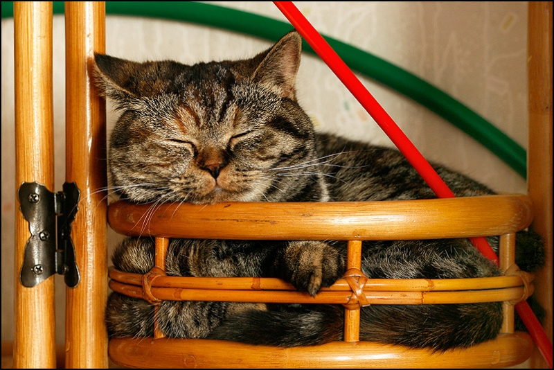 поговорим о кошках