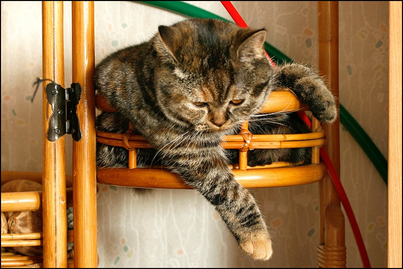 поговорим о кошках