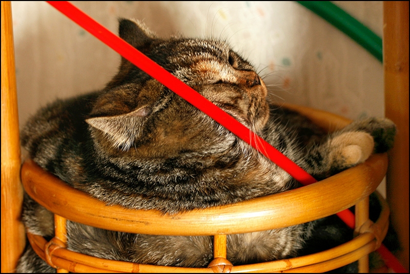 поговорим о кошках