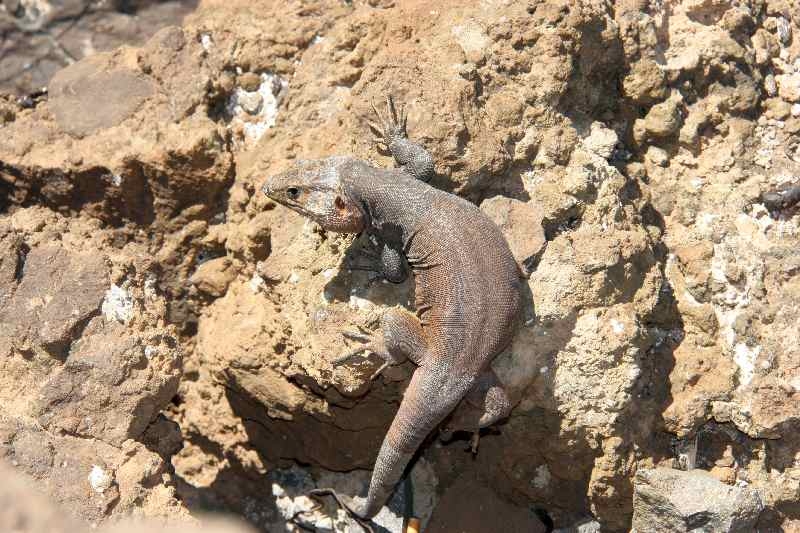 Круиз с TUI на Mein Sсhiff 1: Канары + Мадейра с 23.02.14 по 02.03.14