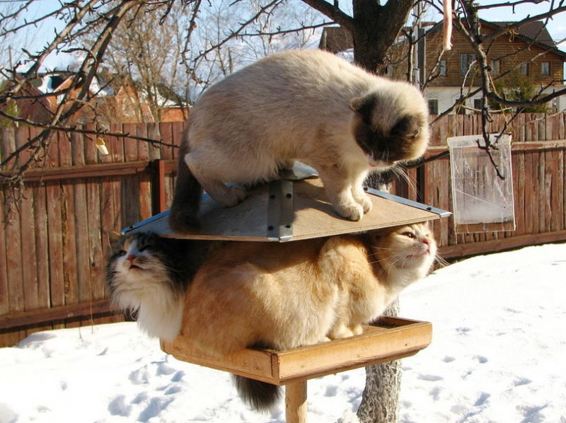 поговорим о кошках