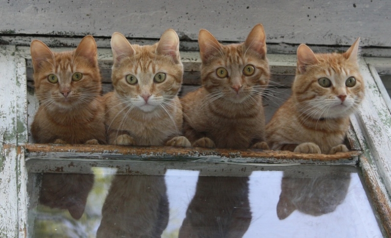 поговорим о кошках