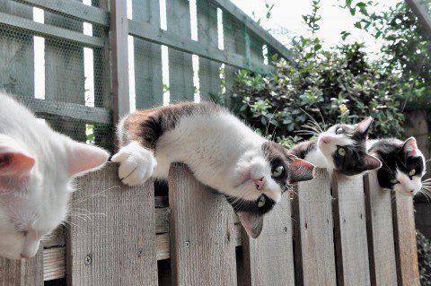 поговорим о кошках