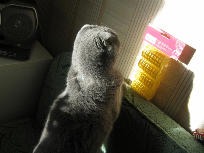 поговорим о кошках