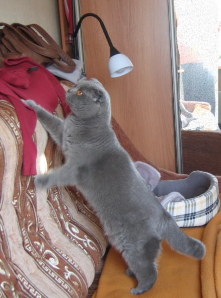 поговорим о кошках