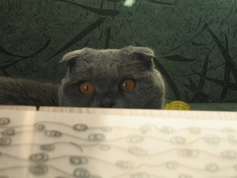 поговорим о кошках