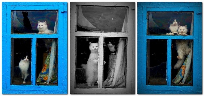 поговорим о кошках