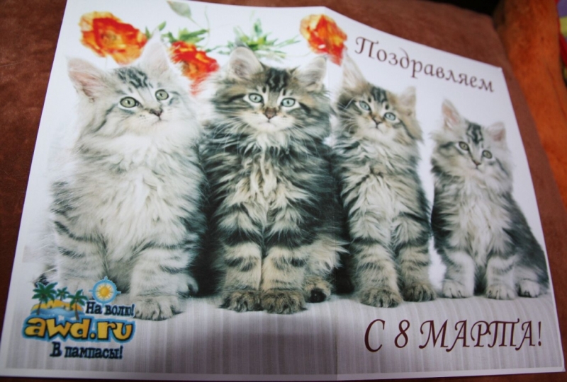 поговорим о кошках