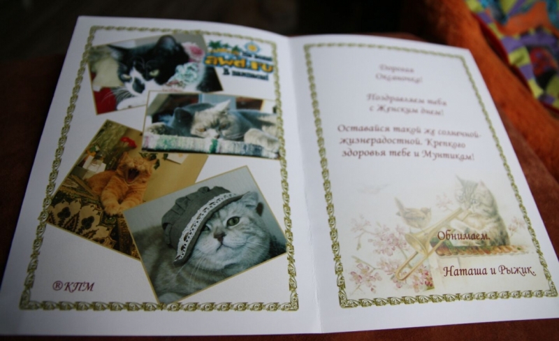 поговорим о кошках