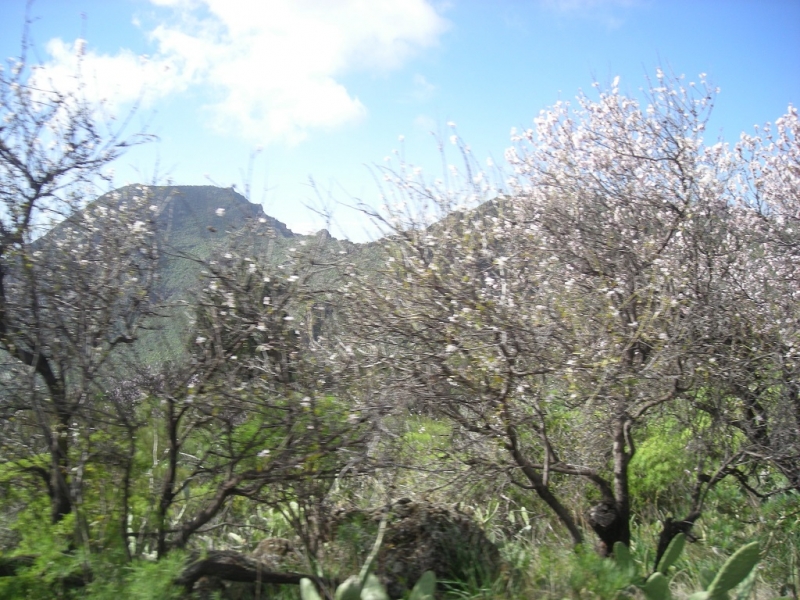 На вулкане Тейде