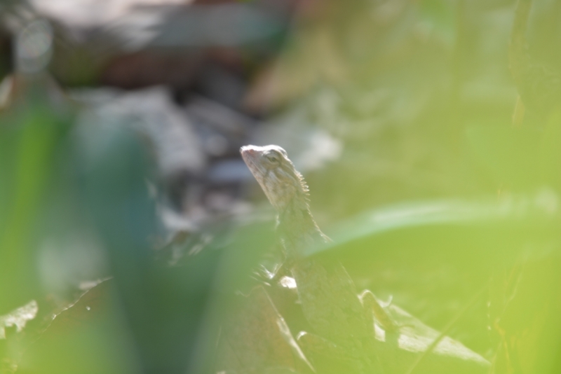 Мальдивы в  2014 году; Dolce farniente в Reehti Beach Resort.