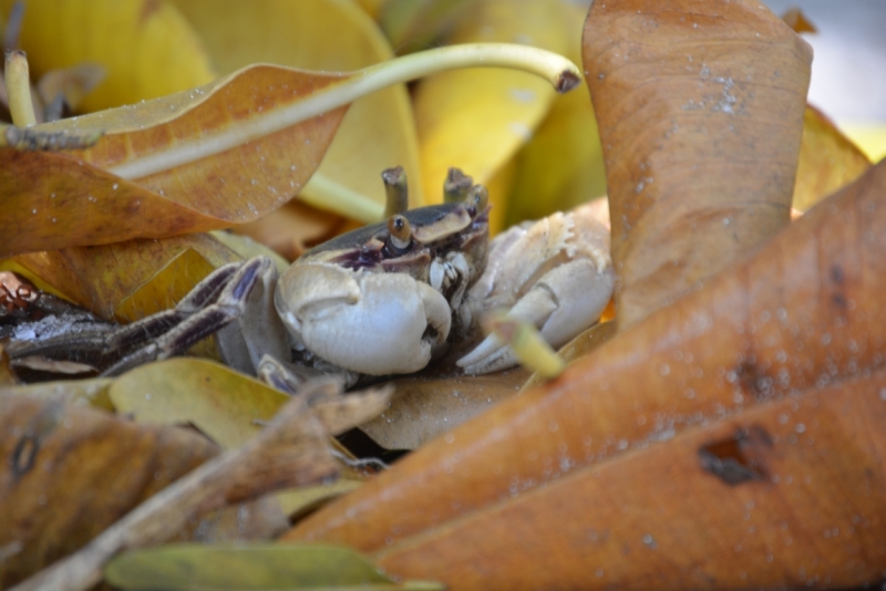 Мальдивы в  2014 году; Dolce farniente в Reehti Beach Resort.