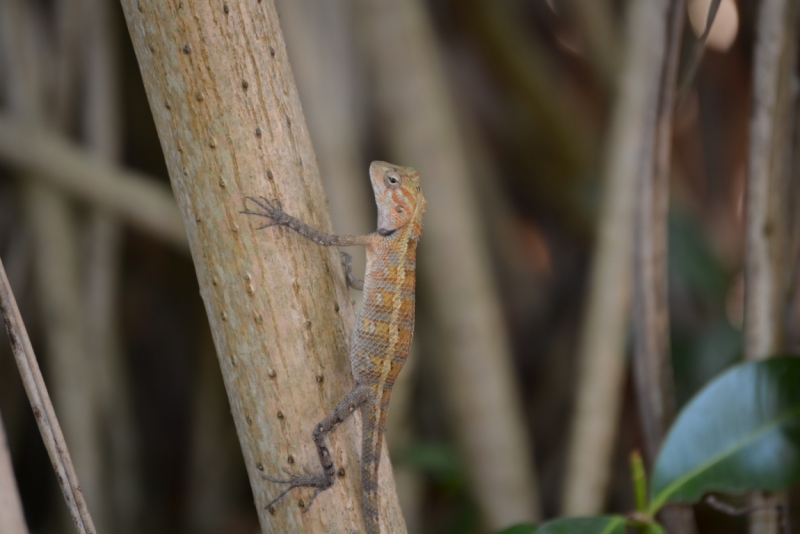 Мальдивы в  2014 году; Dolce farniente в Reehti Beach Resort.