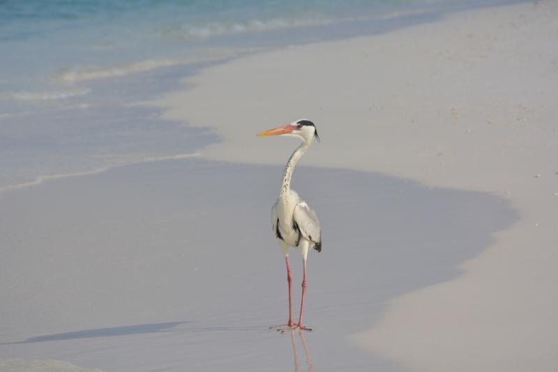 Птицы в фотографиях из путешествий