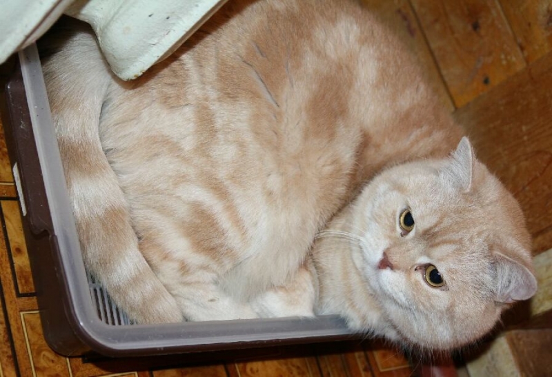 поговорим о кошках