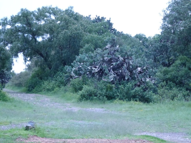 Солнечный круг - текила вокруг, путешествие по центральной Мексике