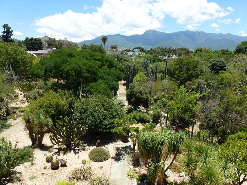 Солнечный круг - текила вокруг, путешествие по центральной Мексике