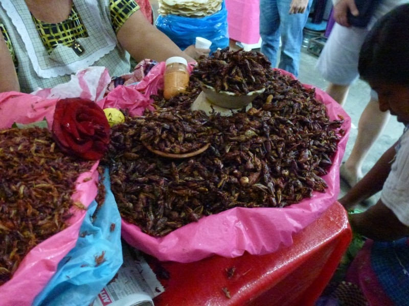 Солнечный круг - текила вокруг, путешествие по центральной Мексике