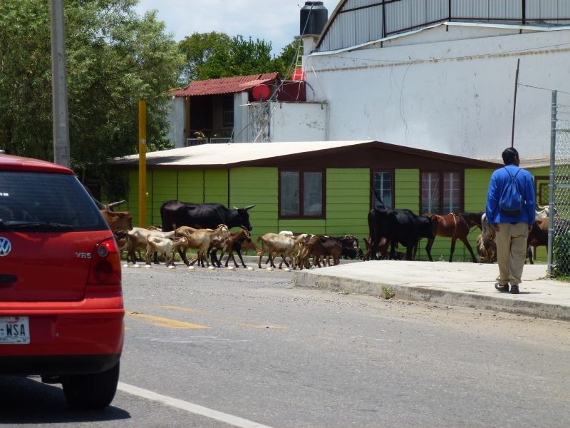 Солнечный круг - текила вокруг, путешествие по центральной Мексике