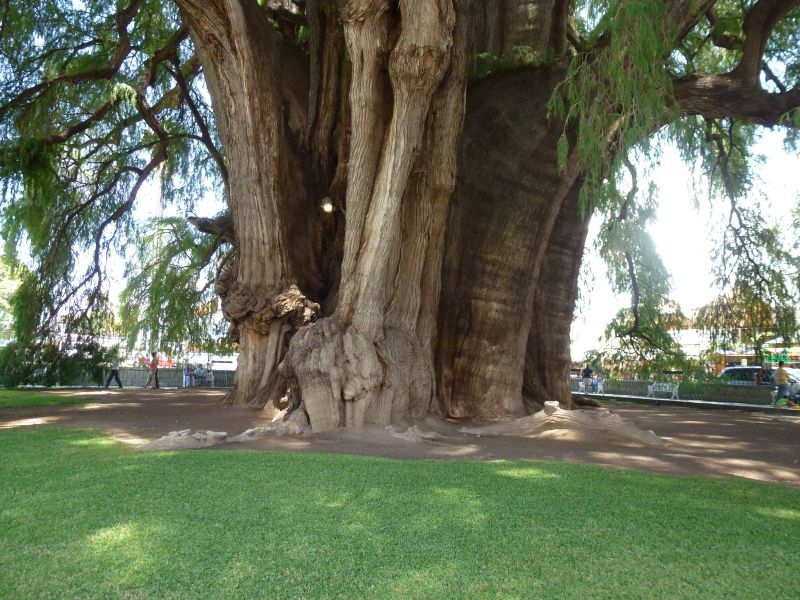 Солнечный круг - текила вокруг, путешествие по центральной Мексике