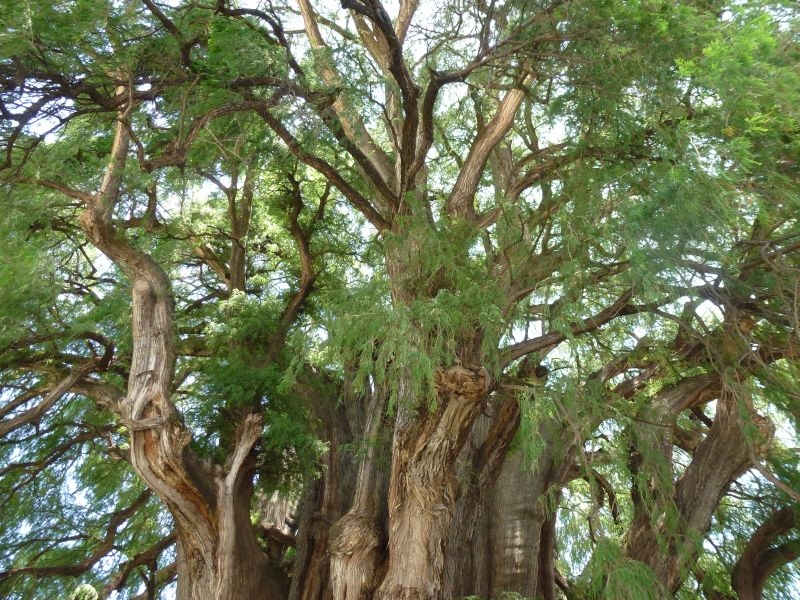 Солнечный круг - текила вокруг, путешествие по центральной Мексике