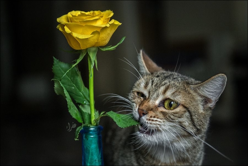 поговорим о кошках