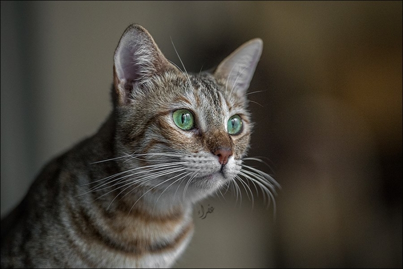 поговорим о кошках