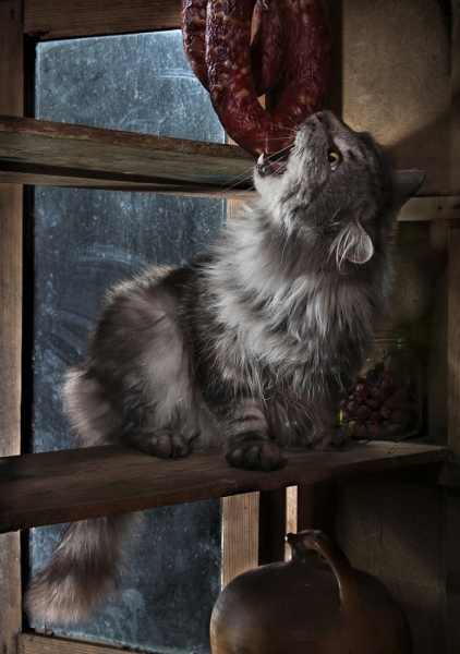 поговорим о кошках