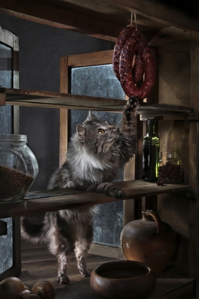 поговорим о кошках