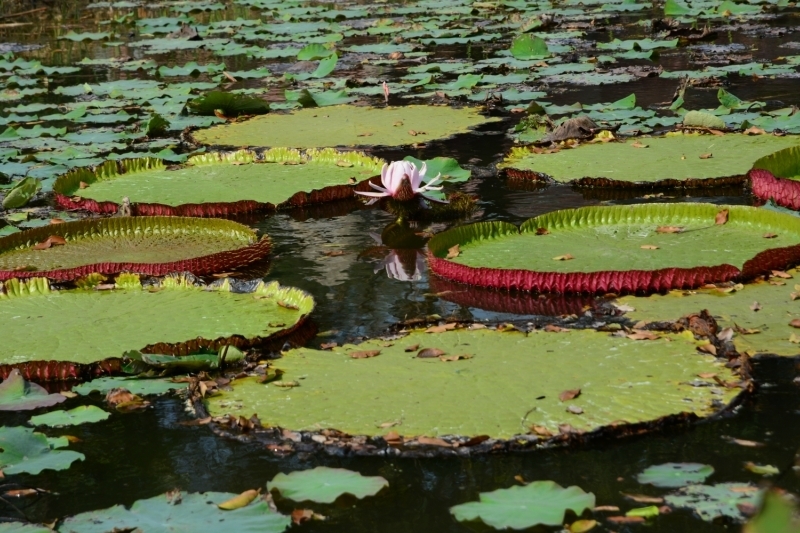 Вокруг Бангкока на машине. Радиус 350 км